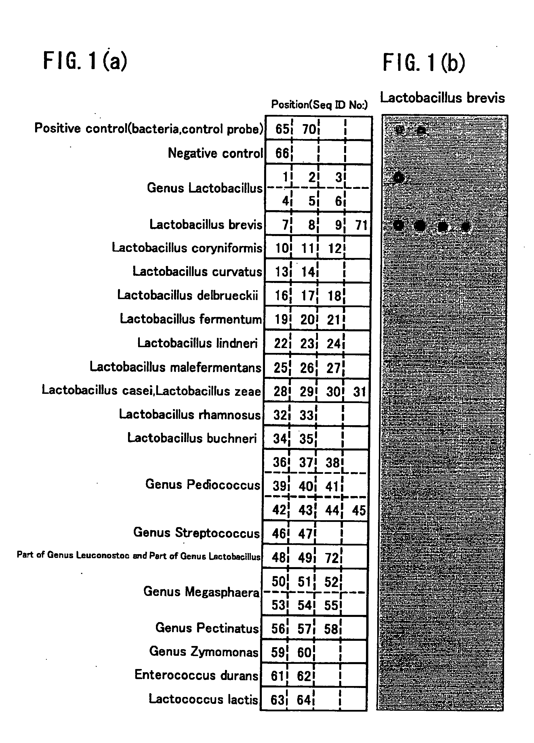 Bacteria detecting instrument, bacteria detecting method, and bacteria detecting kit