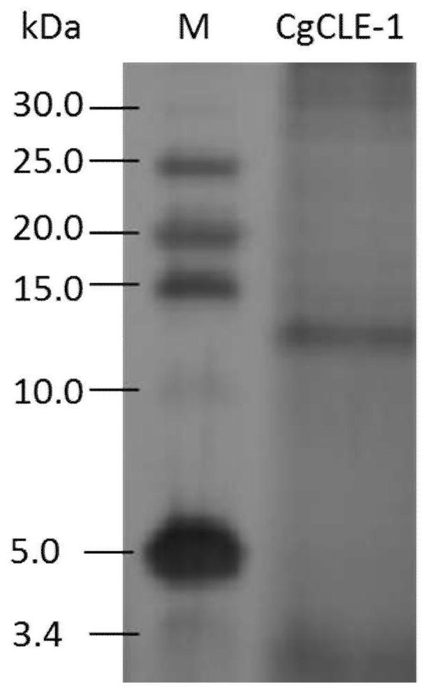 Preparation of recombinant protein of long oyster cell wall hydrolase and application of the obtained recombinant protein