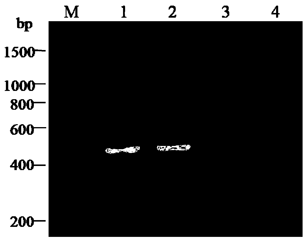 A pcr-rflp identification method for different subgroups of sugarcane white leaf disease phytoplasma