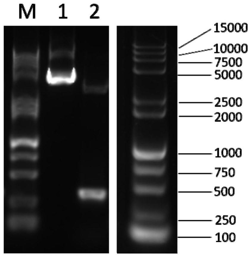 Antibody pair for detecting content of RANKL in serum and application of antibody pair