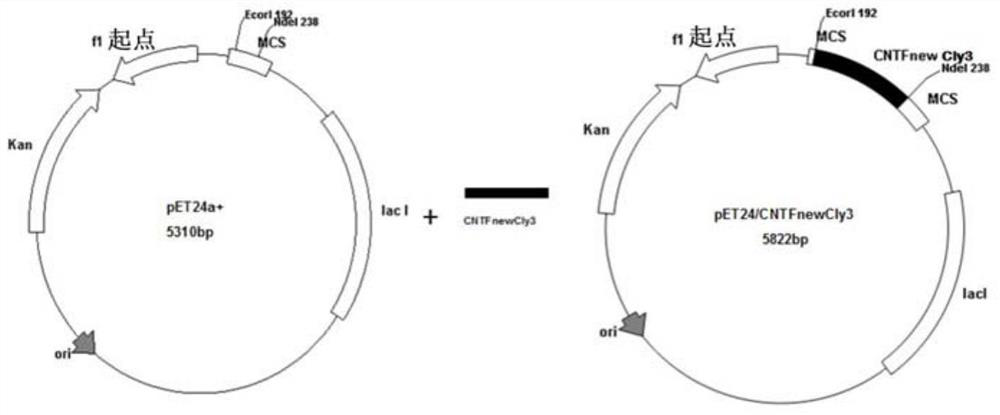 Ciliary neurotrophic factor mutant and its modified mutant and application