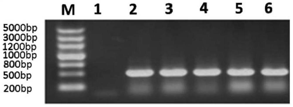 Ciliary neurotrophic factor mutant and its modified mutant and application