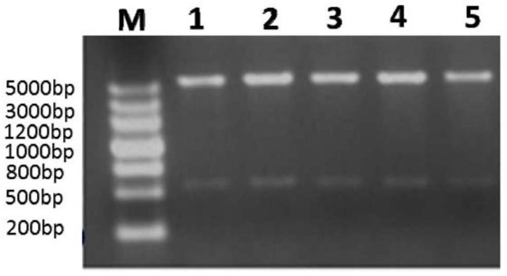 Ciliary neurotrophic factor mutant and its modified mutant and application