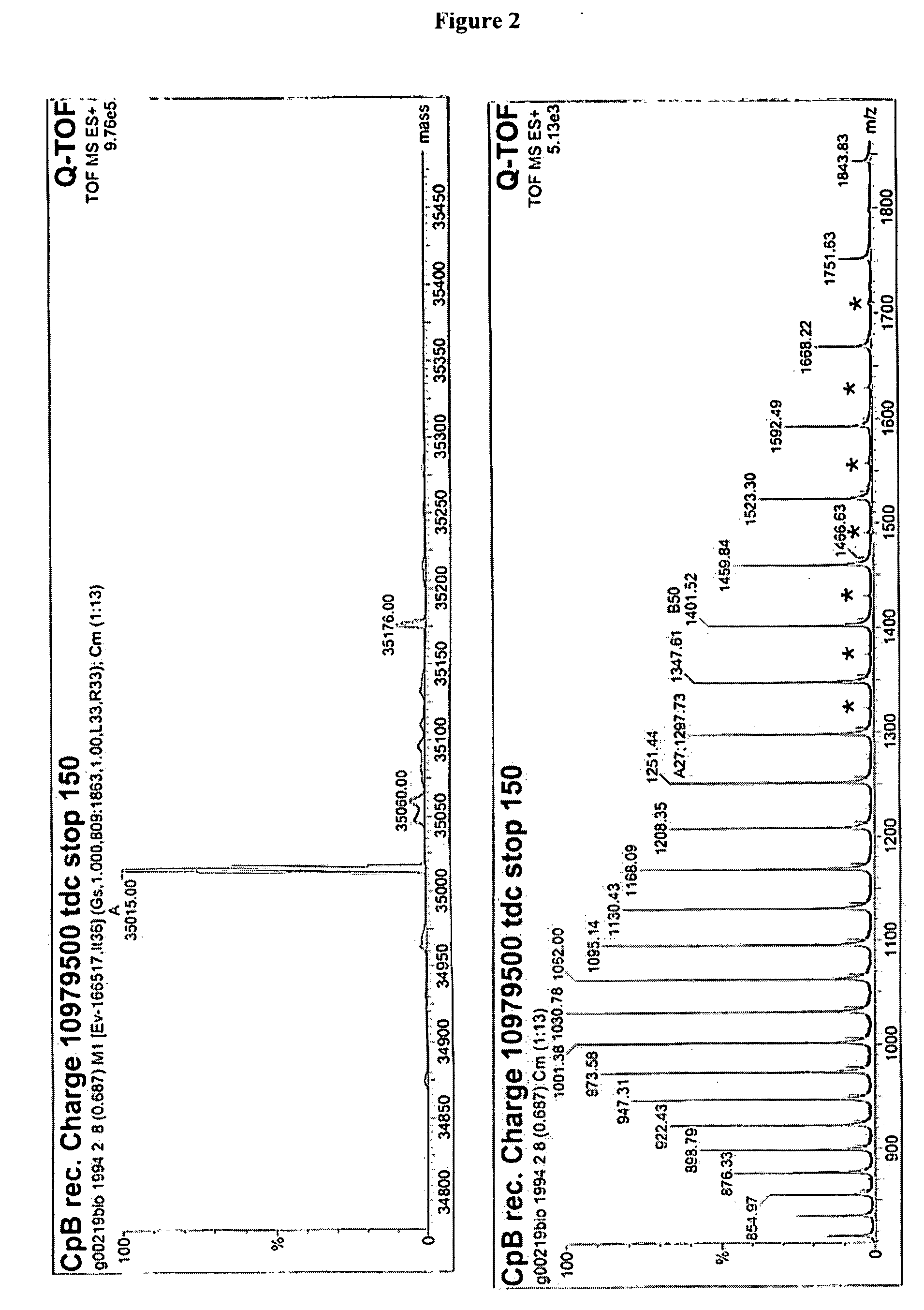 Recombinantly expressed carboxypeptidase B and purification thereof