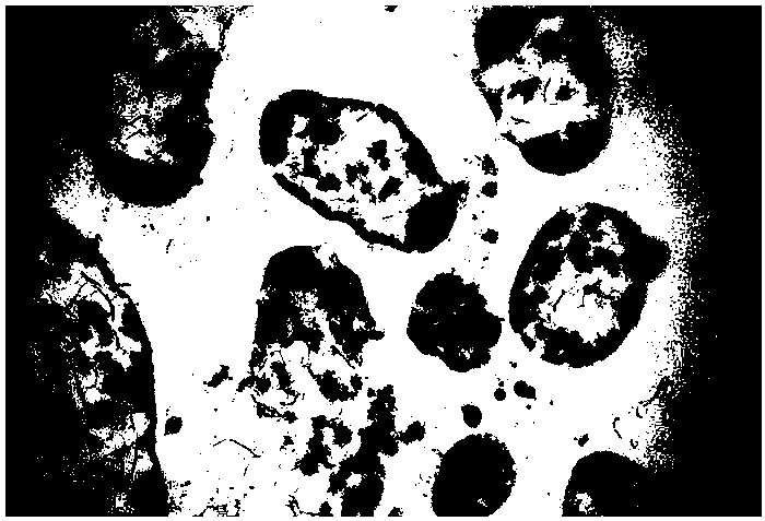 A kind of Bacillus paralicheniformis and the method for preparing bio-nano-selenium-enriched probiotics