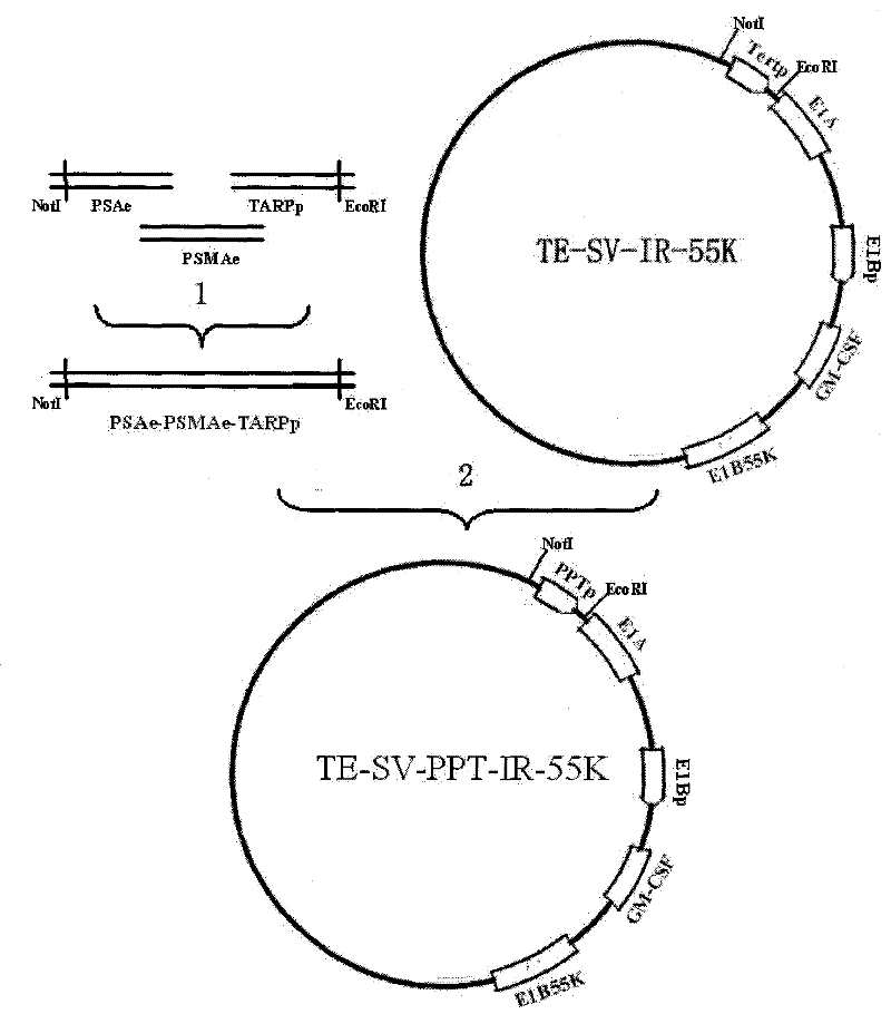 Preparation and application of prostate cancer targeting adenovirus