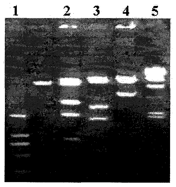 Preparation and application of prostate cancer targeting adenovirus