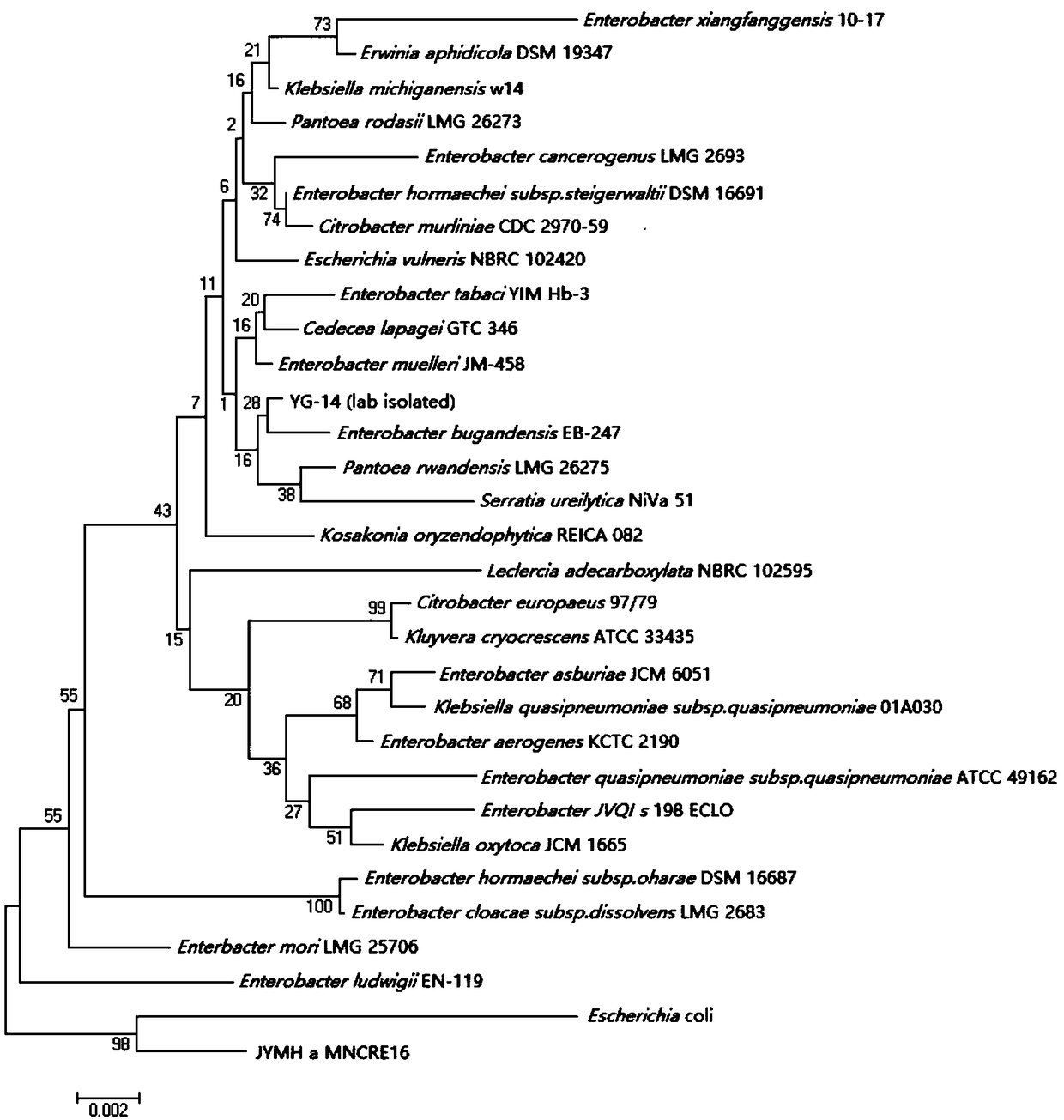 Heavy metal tolerant populus tremula endogenous enterobacter YG-14