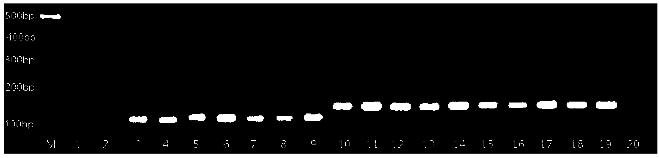 A molecular marker and special primers used for identifying a restorer line of a cytoplasmic male sterile line of common wild rice in Yuanjiang Yunnan