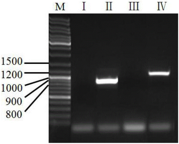 Molecular marker for identifying bivalent herbicide resistance gene cotton GGK2 and application of molecular marker