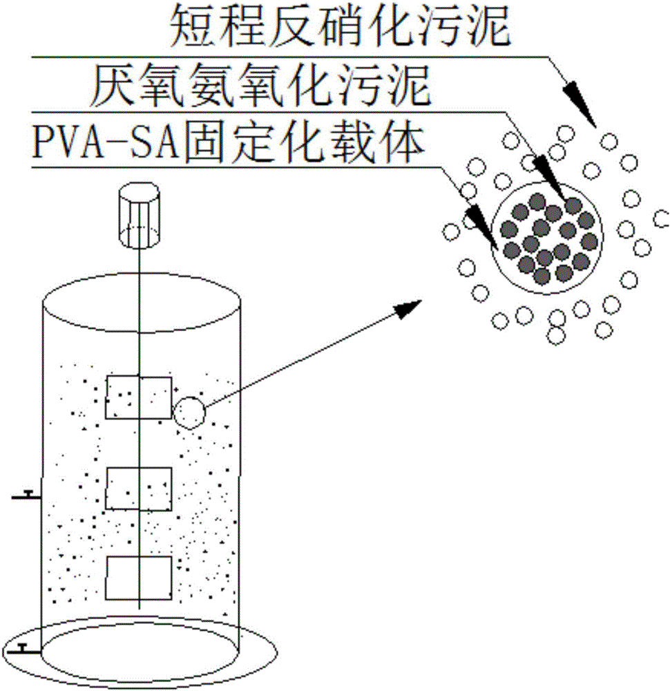 Method for treating municipal sewage and nitrate wastewater by immobilized anaerobic ammoxidation coupled short-range denitrification