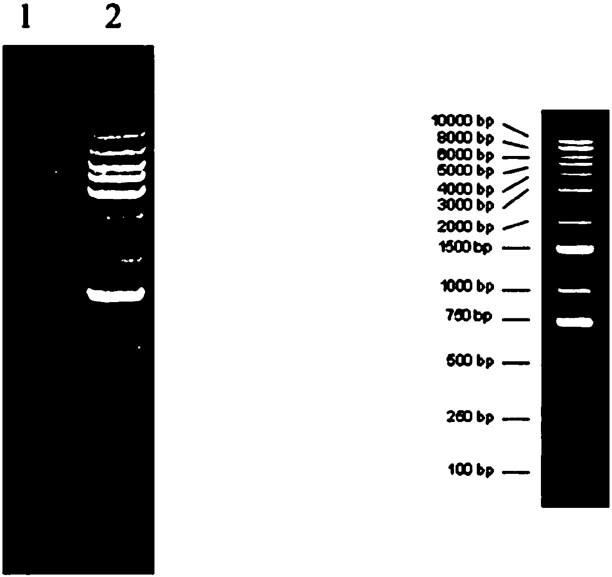 Application of recombinant adeno-associated virus of target silent KLF4 gene