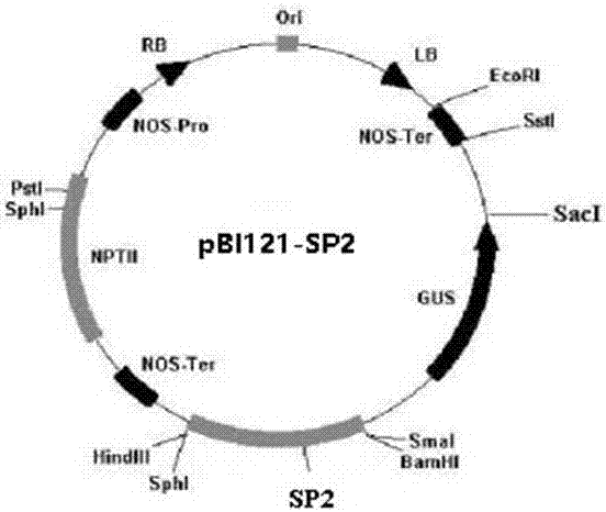 Plant drought-induced artificial synthesis promoter SP2 and application thereof