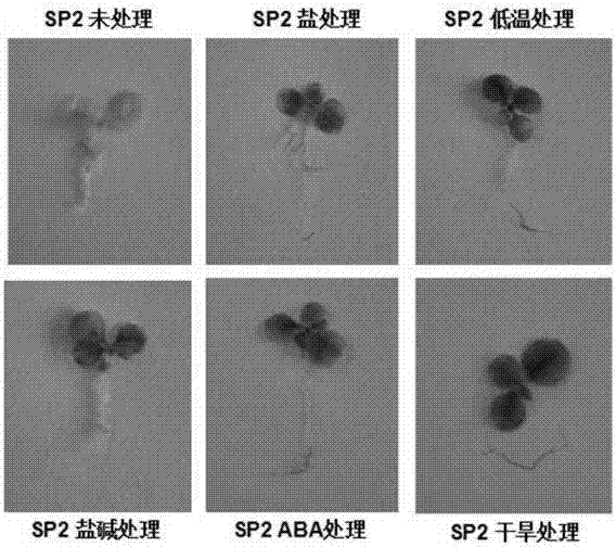 Plant drought-induced artificial synthesis promoter SP2 and application thereof