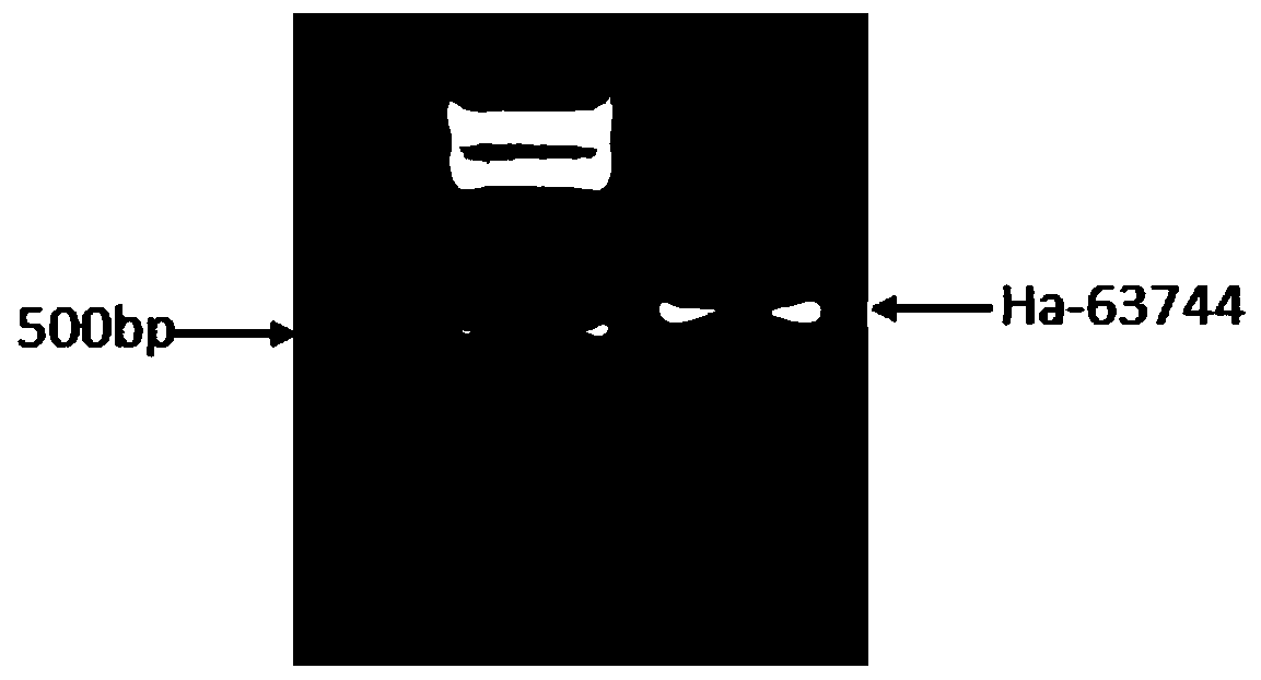 Cereal cyst nematode ha-63744 protein, coding gene and its application