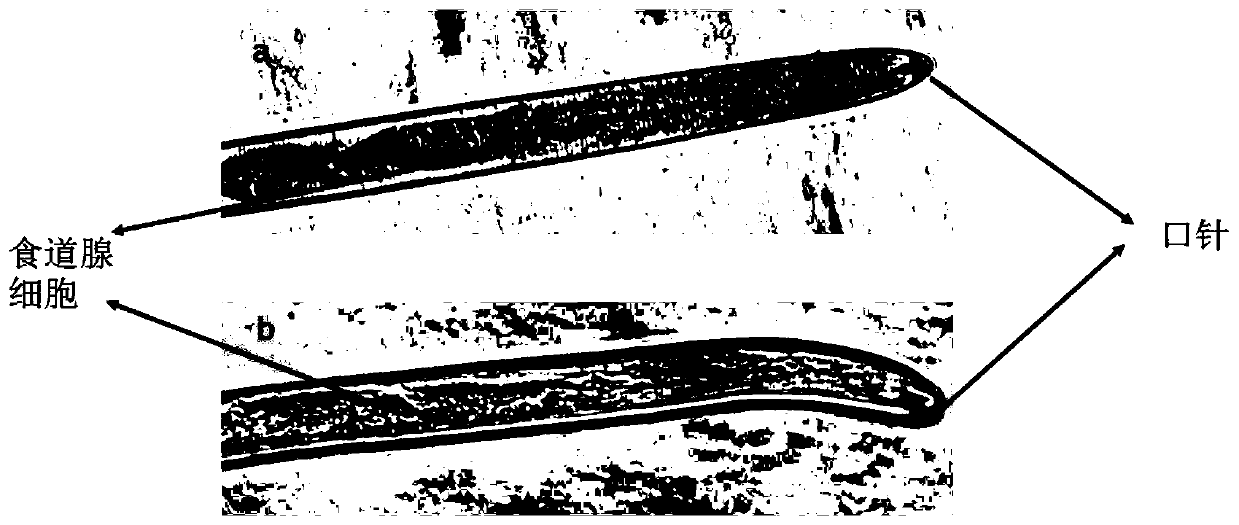 Cereal cyst nematode ha-63744 protein, coding gene and its application