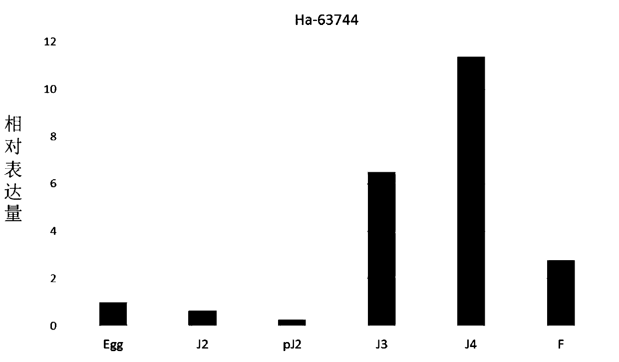 Cereal cyst nematode ha-63744 protein, coding gene and its application