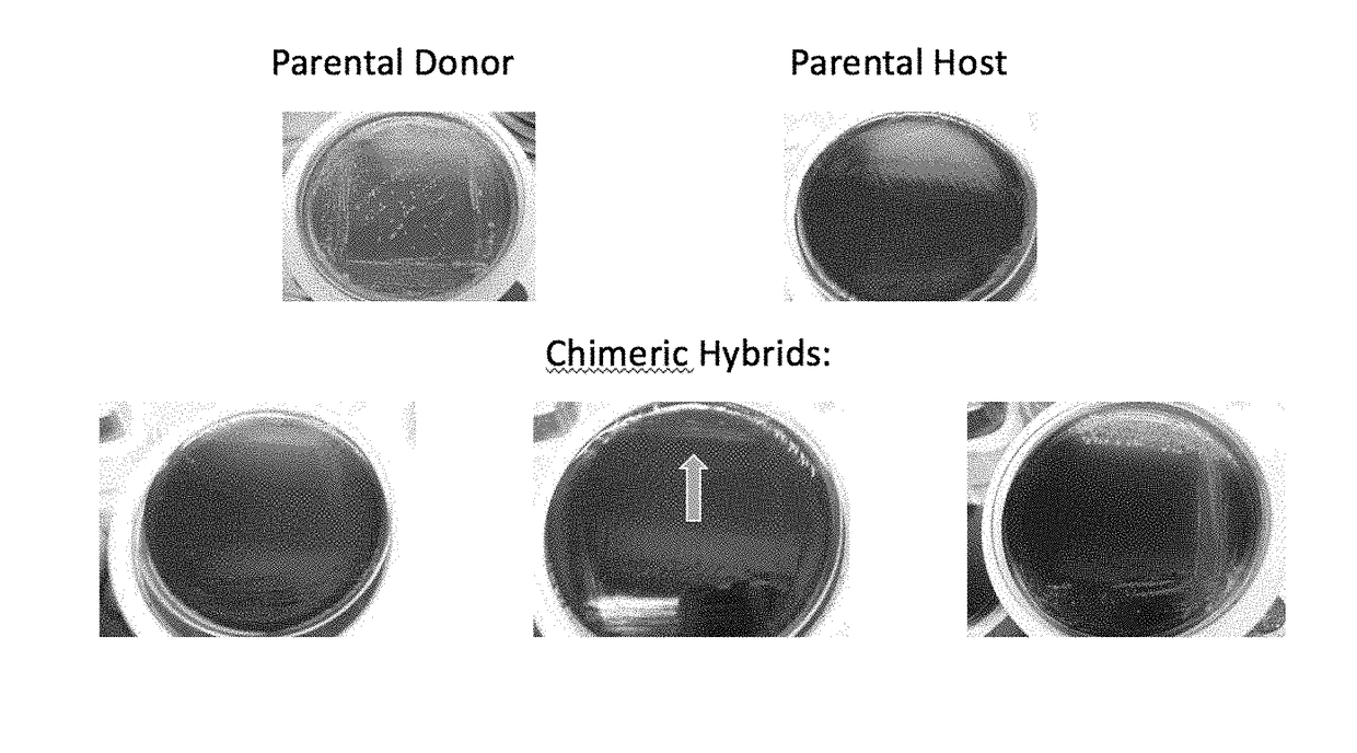 Method for Producing Chimeric Microbial Hybrids