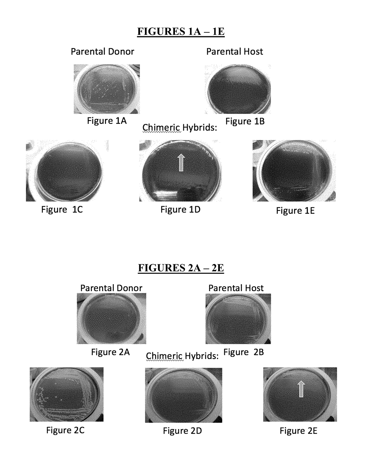 Method for Producing Chimeric Microbial Hybrids