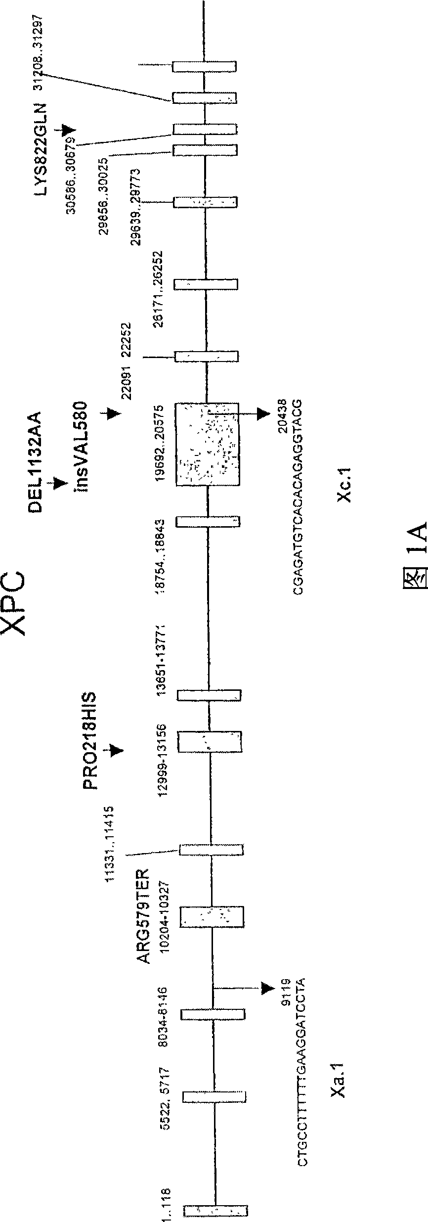 Meganuclease variants cleaving a DNA target sequence from a xp gene and uses thereof