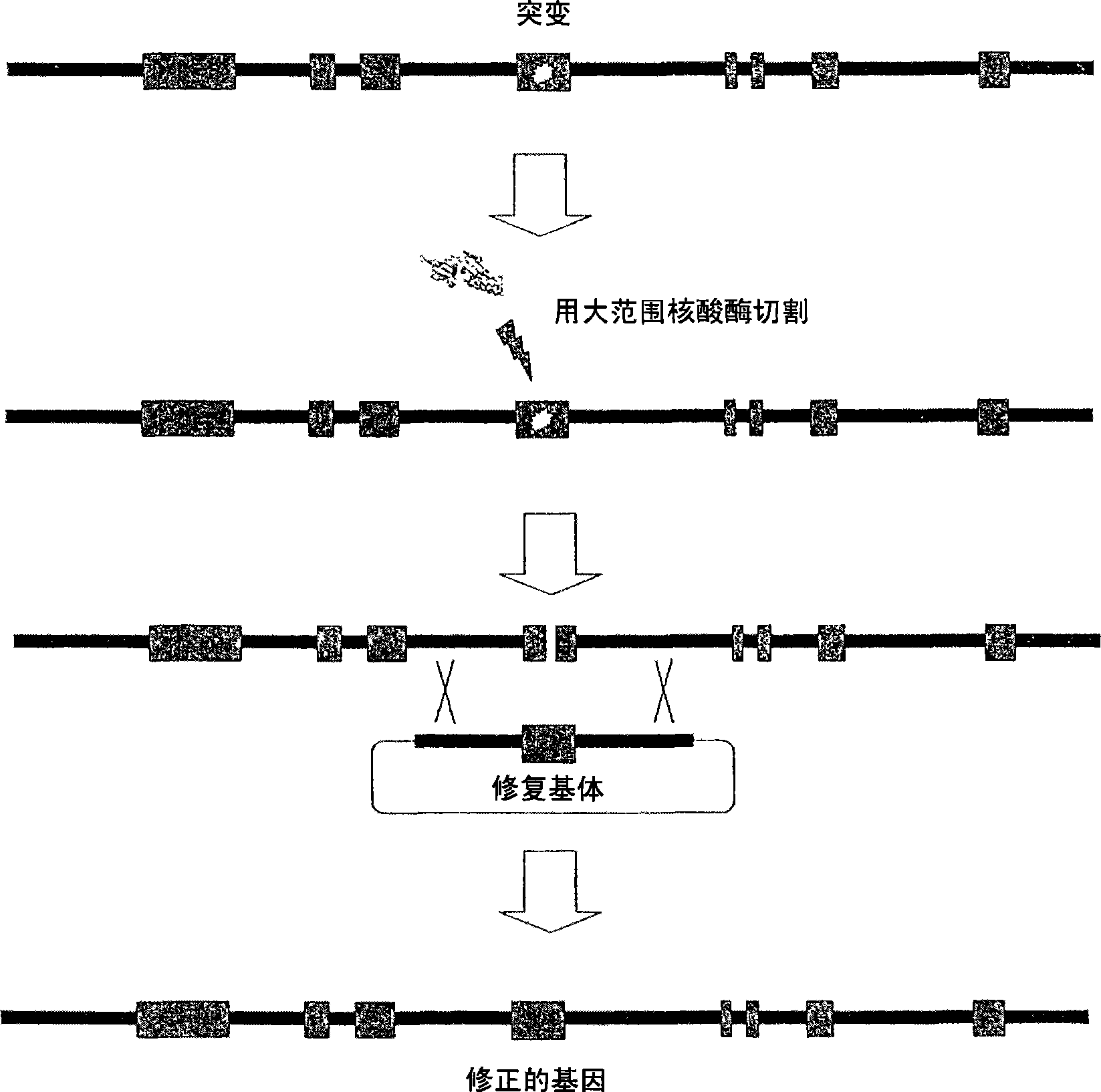 Meganuclease variants cleaving a DNA target sequence from a xp gene and uses thereof