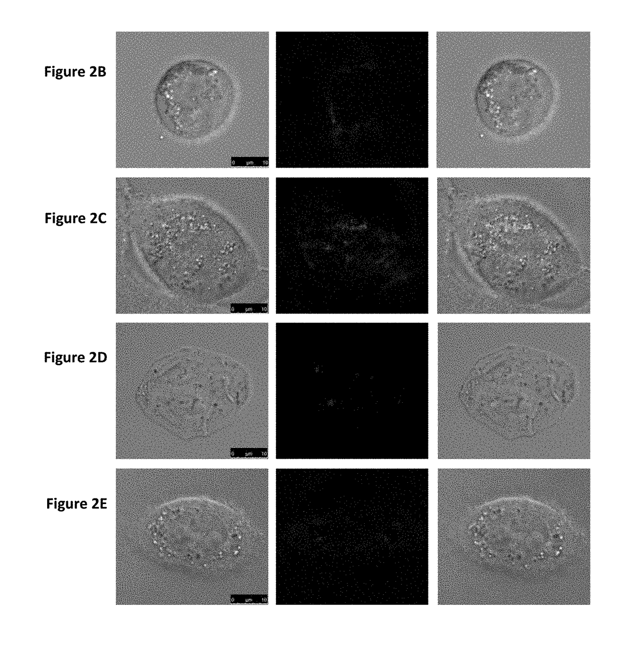 Glucose conjugated gold nanoparticle