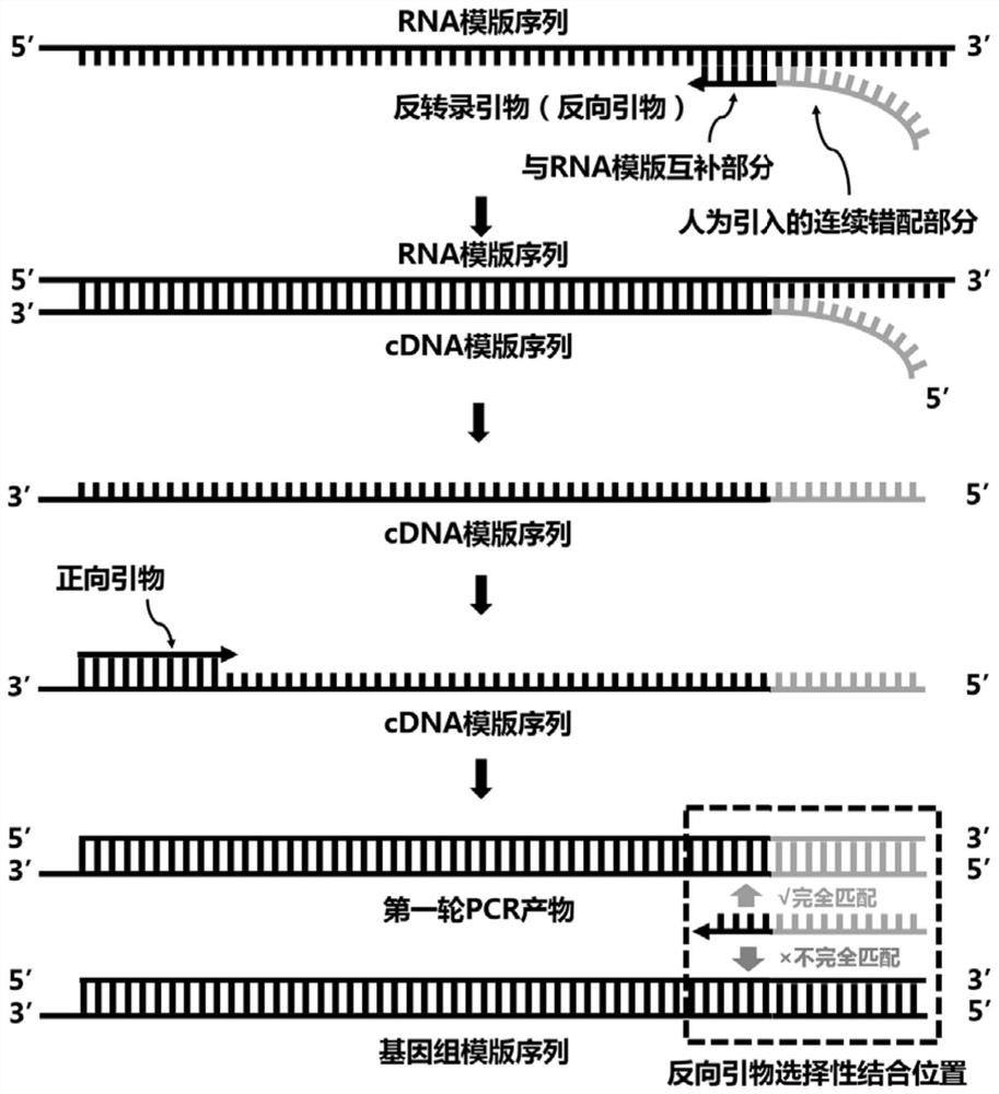 Primer for specifically amplifying RNA as well as design method and application of primer
