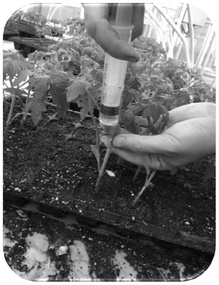 Method for rapidly identifying tomato bacterial wilt seedling stage resistance through injection inoculation method