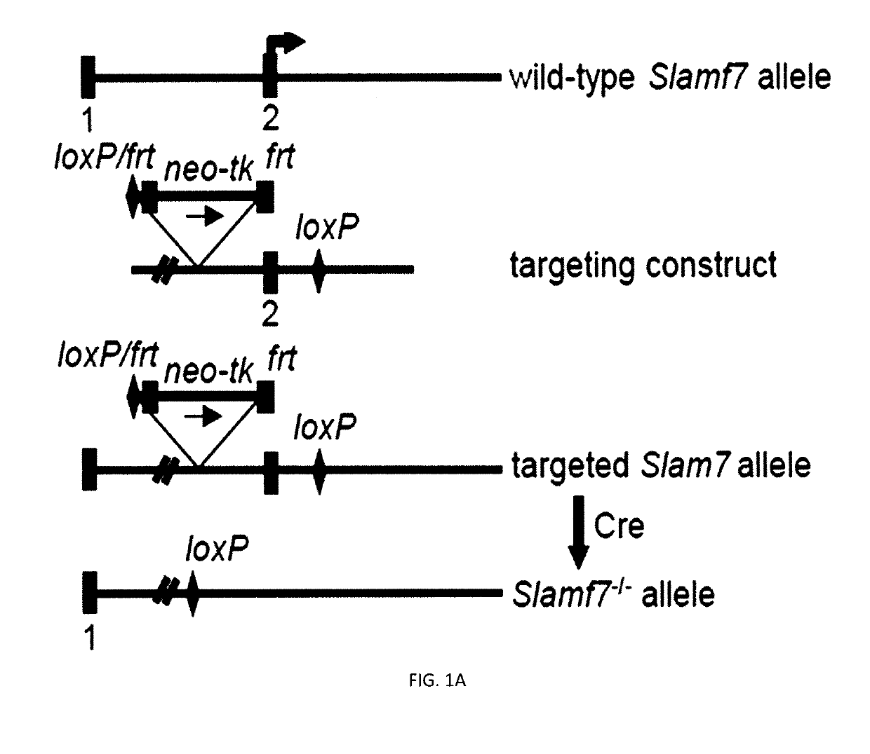 Methods of preventing or treating slamf7 positive and slamf7 negative cancers