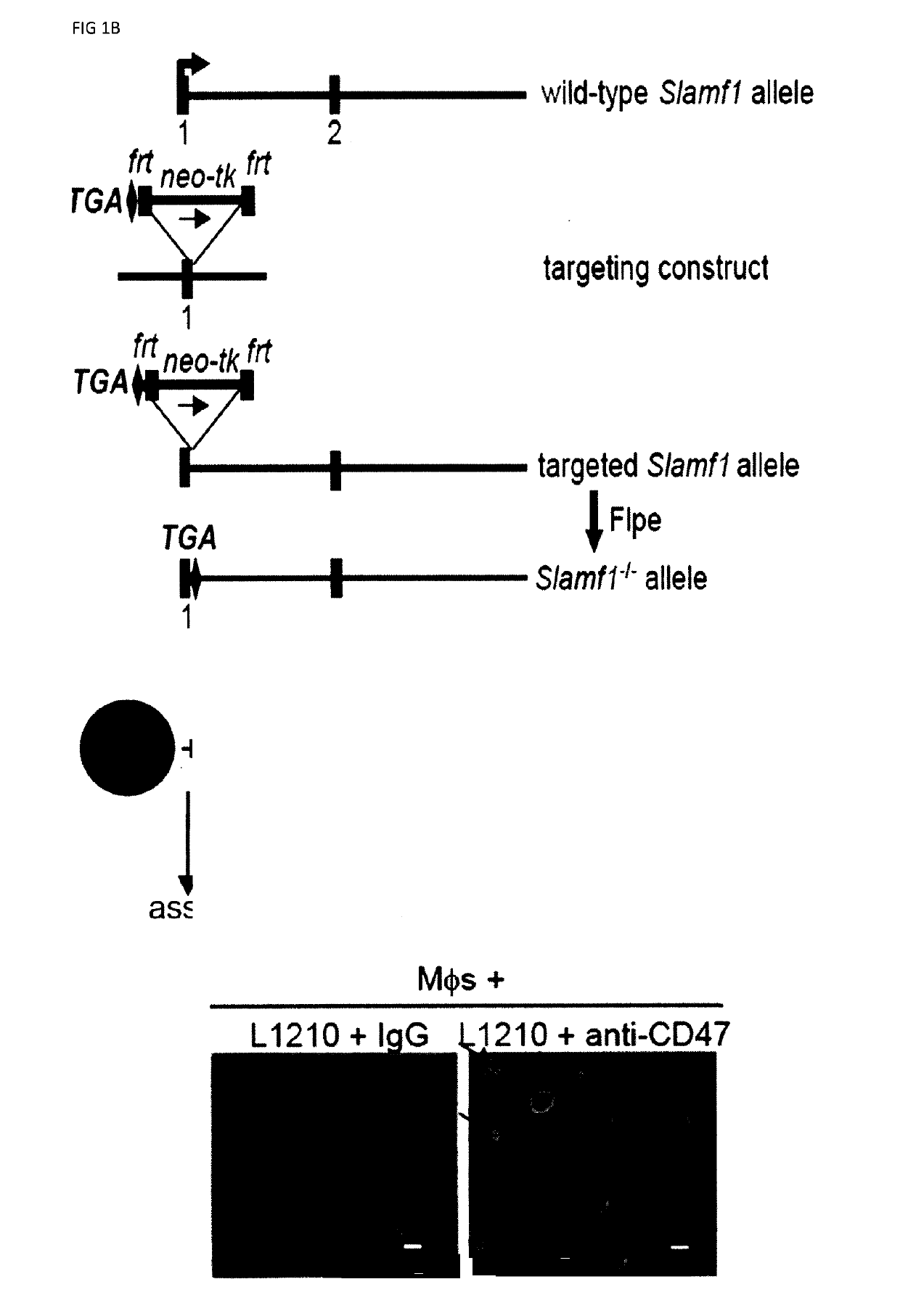 Methods of preventing or treating slamf7 positive and slamf7 negative cancers