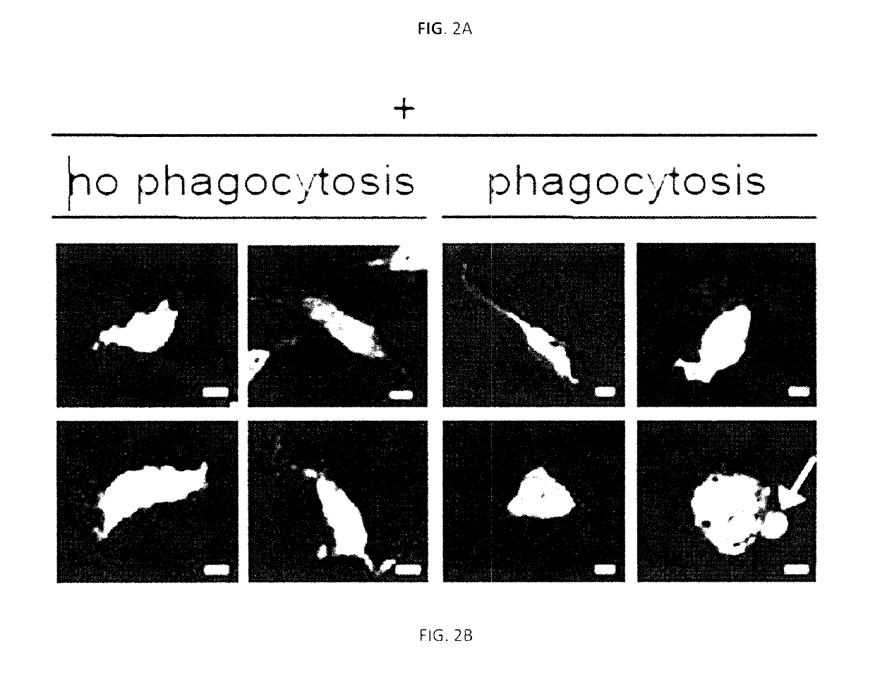 Methods of preventing or treating slamf7 positive and slamf7 negative cancers