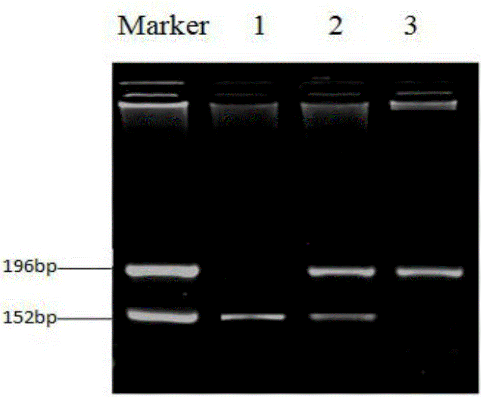 Method and kit for determination of human POT1 gene rs1034794 site polymorphism