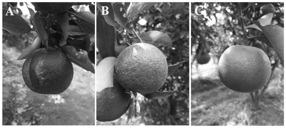 Preparation method and application of bacillus vallismortis suspending agent for killing pest mites in citrus
