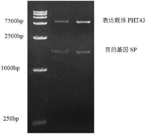 Method for preparing sucrose phosphorylase by high-efficiency expression