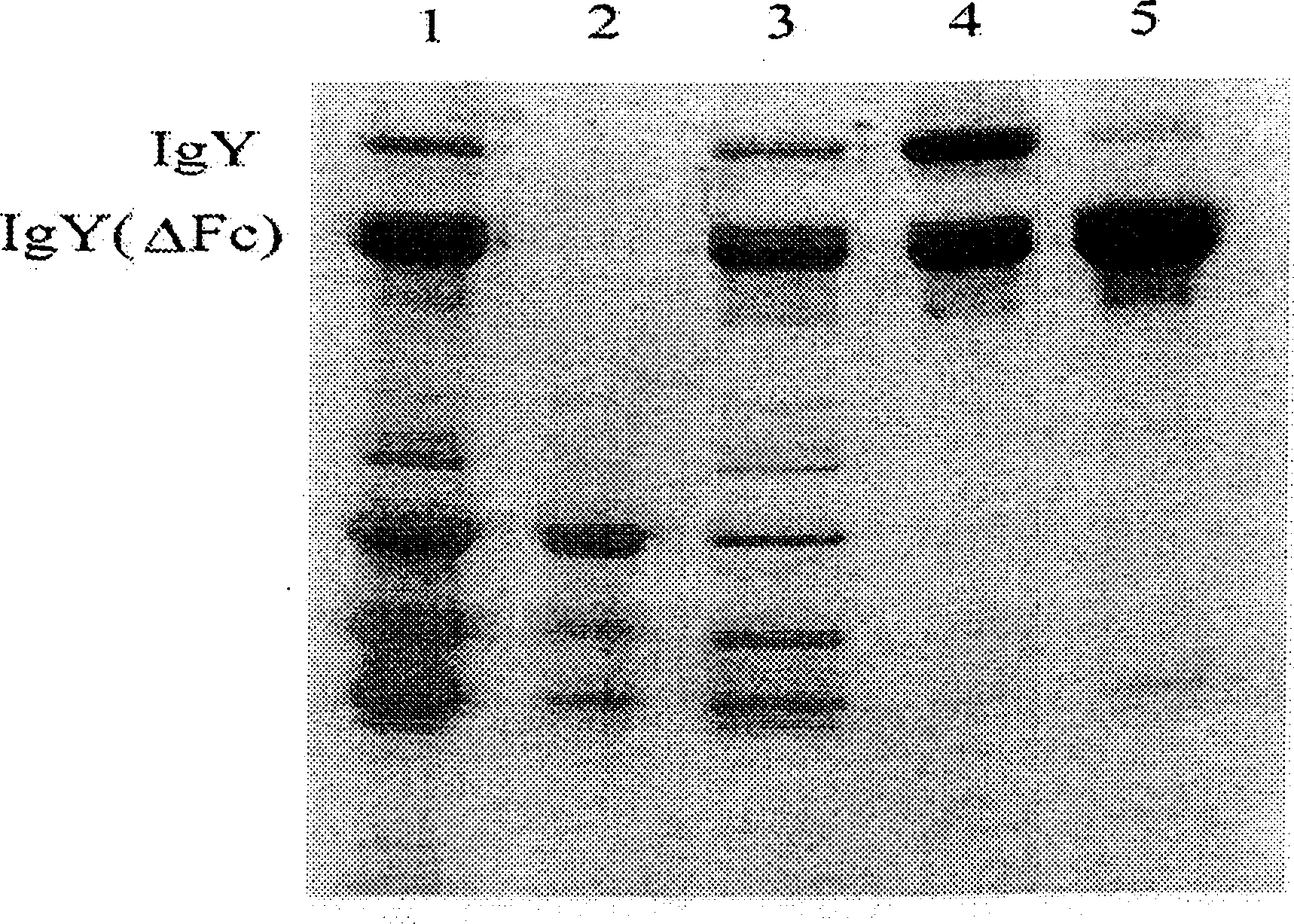 Process for selectively separating IgY antibody from anseriforme birds eggs and IgY antibody produced therefrom