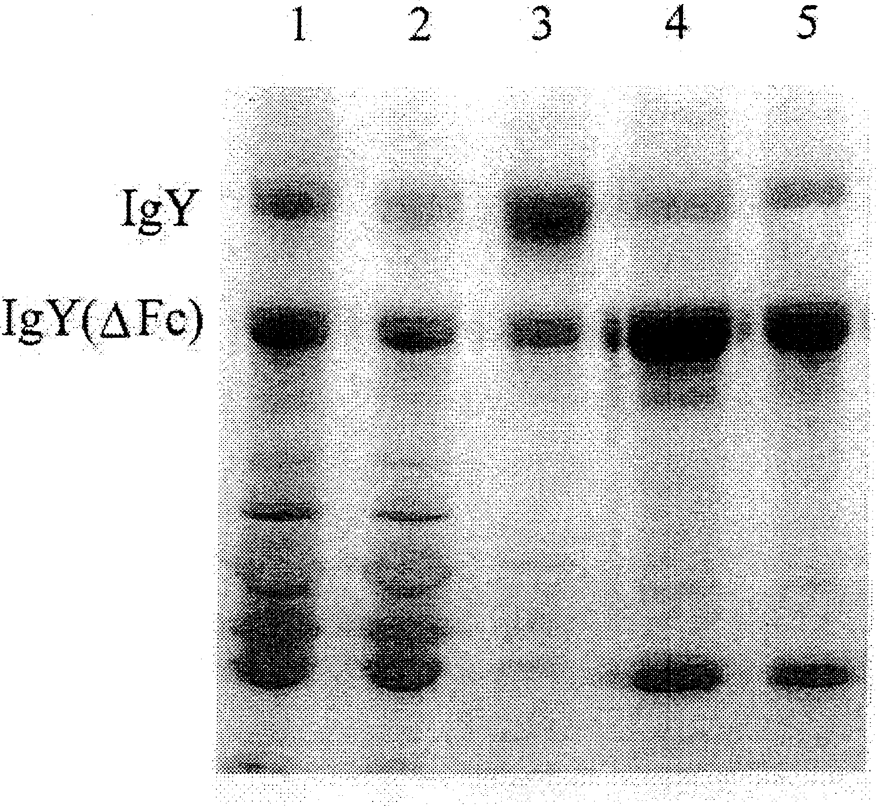 Process for selectively separating IgY antibody from anseriforme birds eggs and IgY antibody produced therefrom