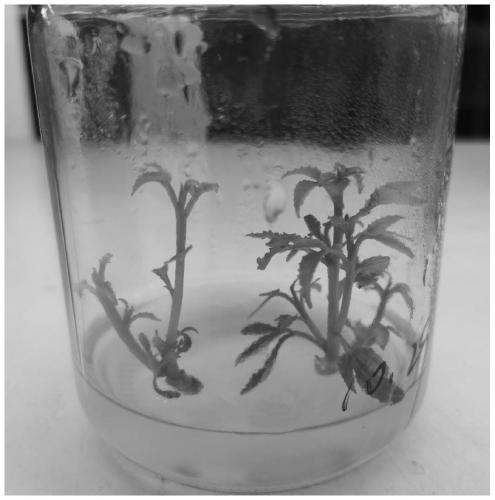 Subculture breeding method of thorn-free zanthoxylum bungeanum maxim tissue culture seedlings