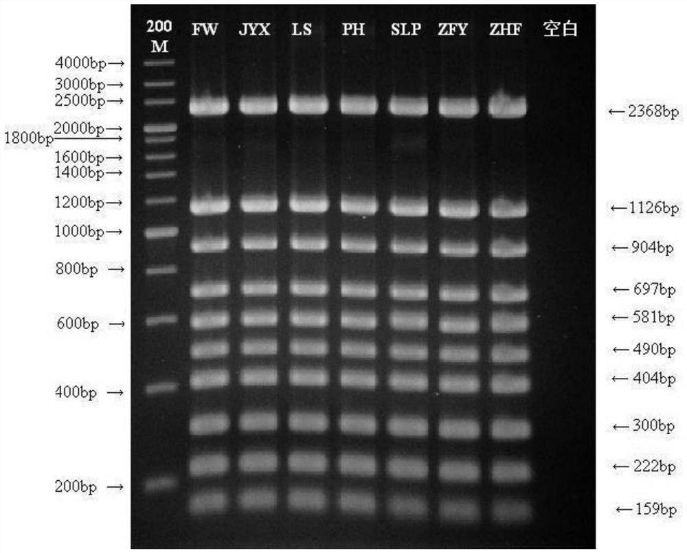 Primer group, kit and method for detecting gene polymorphism