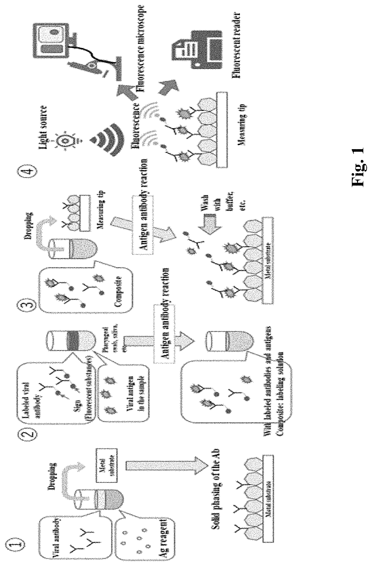 Fluorescence counting system for quantifying viruses or antibodies on an immobilized metal substrate by using an antigen-antibody reaction