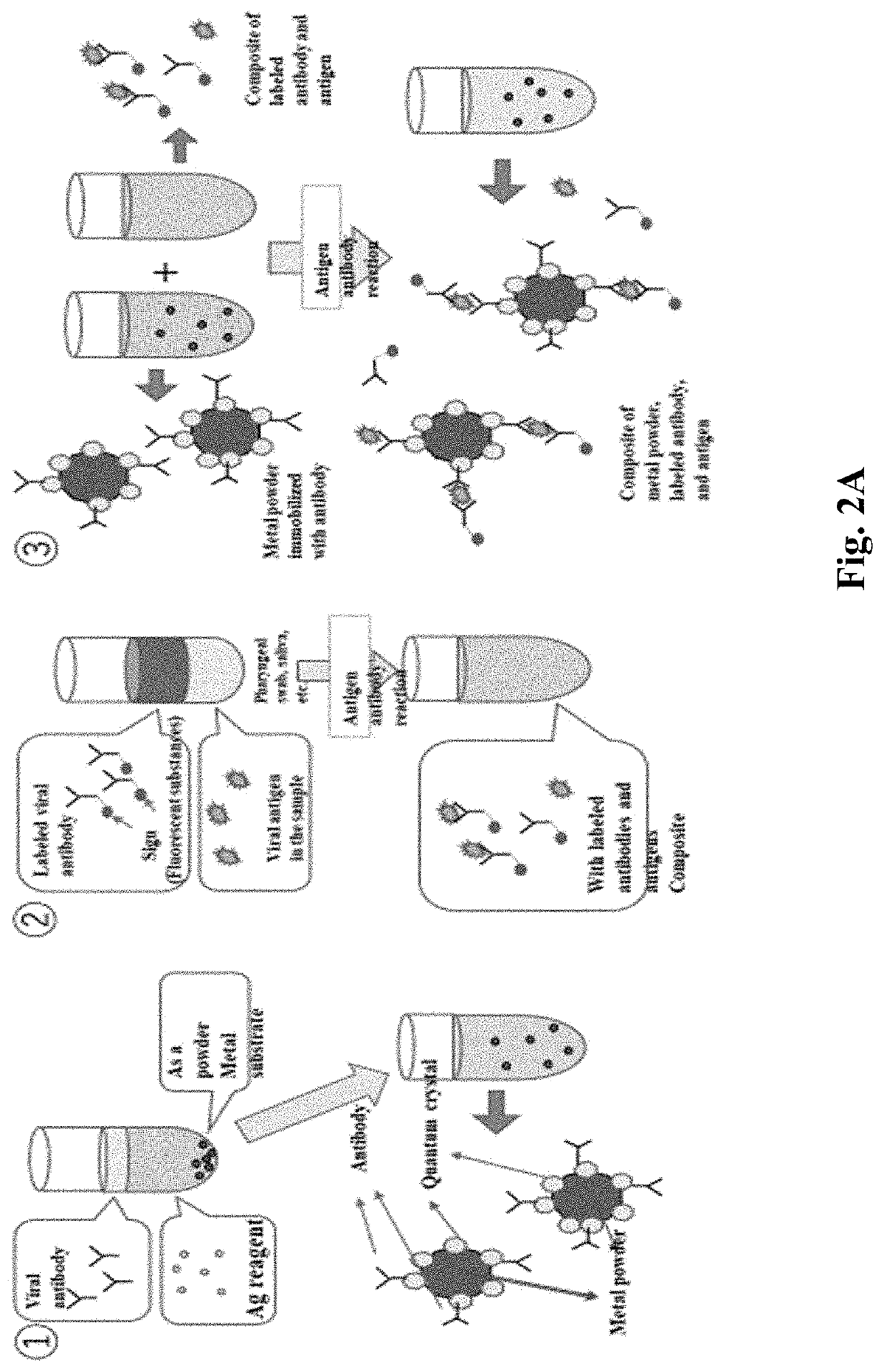 Fluorescence counting system for quantifying viruses or antibodies on an immobilized metal substrate by using an antigen-antibody reaction