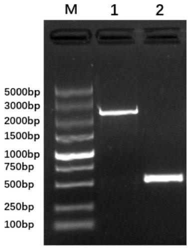 Avian pathogenicity escherichia coli type VI secretion system clpV gene deleted strain as well as construction method and application thereof