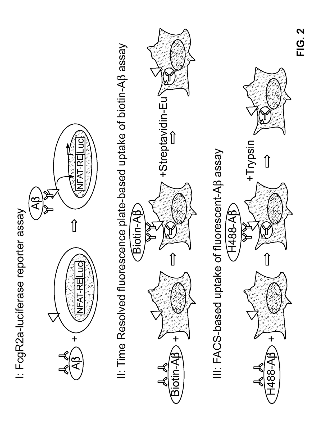 Antibody-dependent cell-mediated phagocytosis assay for reliably measuring uptake of aggregated proteins