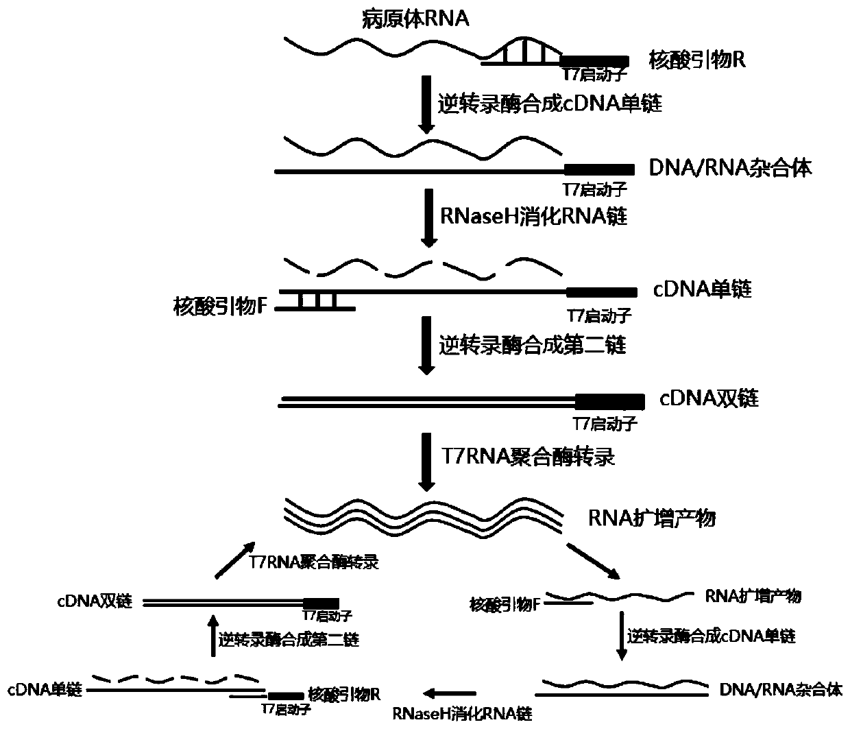 Colloidal gold immunochromatography-based kit used for simultaneously testing herpes simplex viruses type I/type II and application of kit