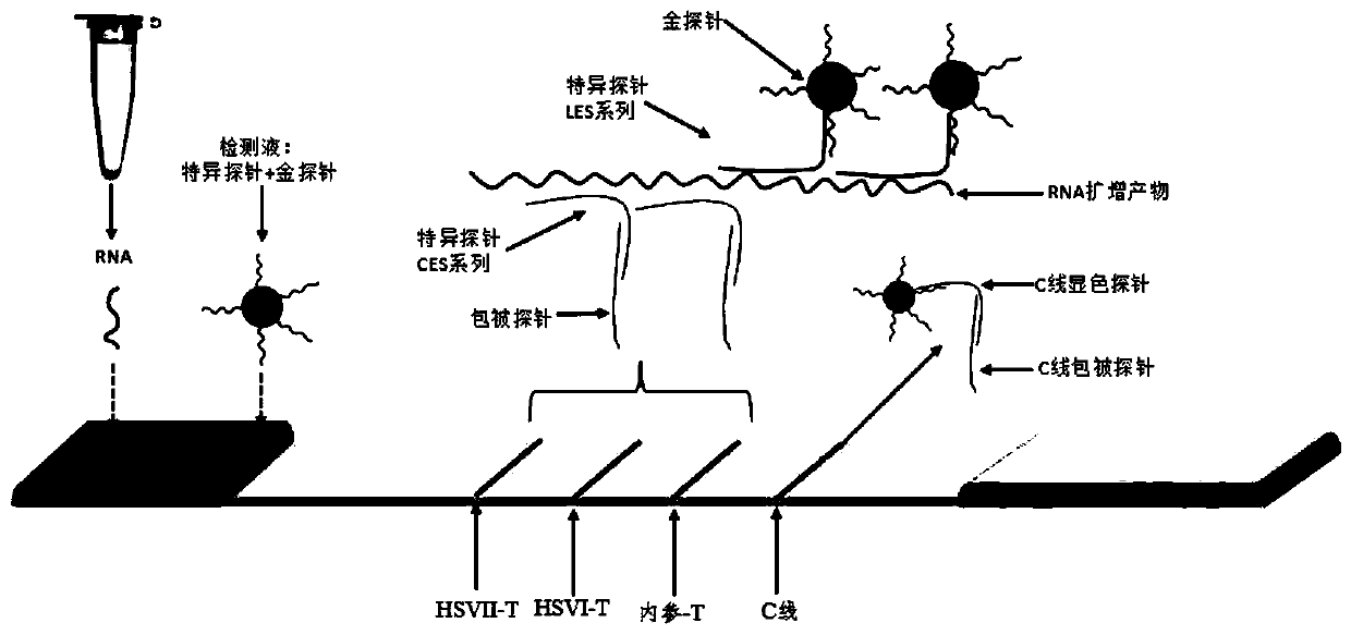 Colloidal gold immunochromatography-based kit used for simultaneously testing herpes simplex viruses type I/type II and application of kit