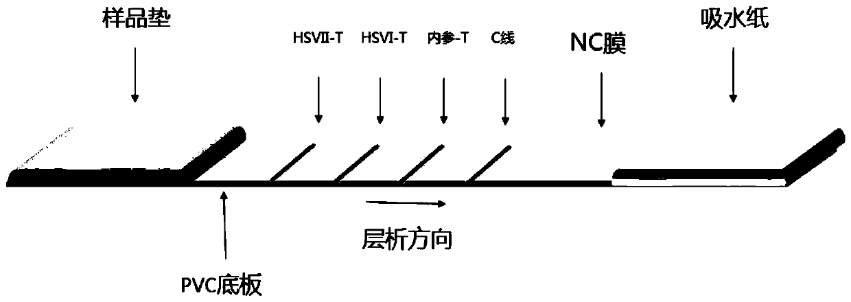 Colloidal gold immunochromatography-based kit used for simultaneously testing herpes simplex viruses type I/type II and application of kit