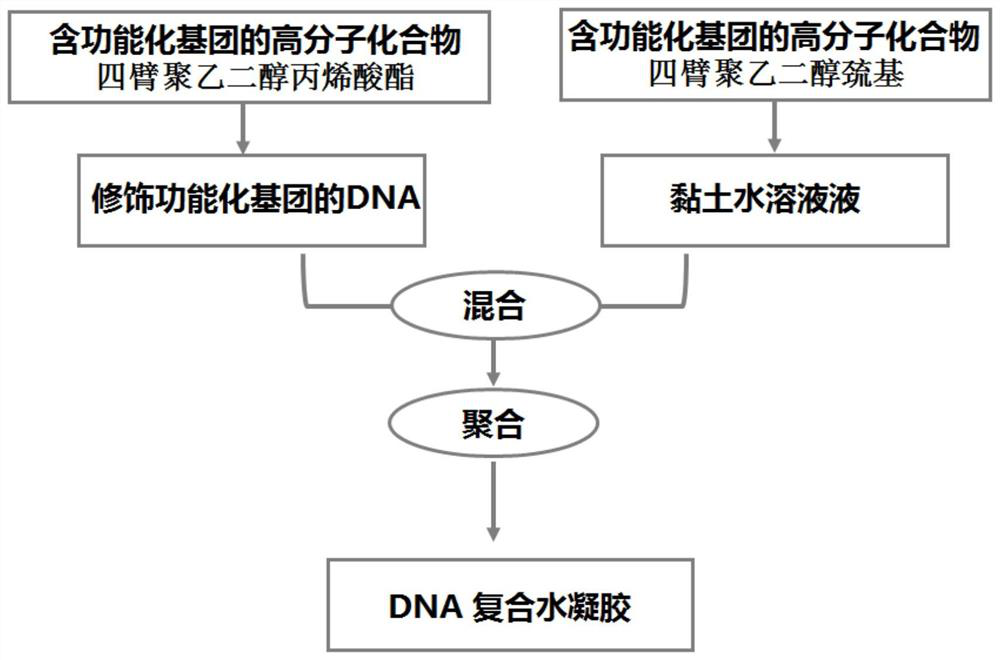 DNA composite hydrogel and preparation method thereof