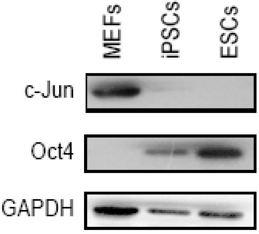 Method for preparing induced pluripotent stem cells as well as composition used in method and application of composition