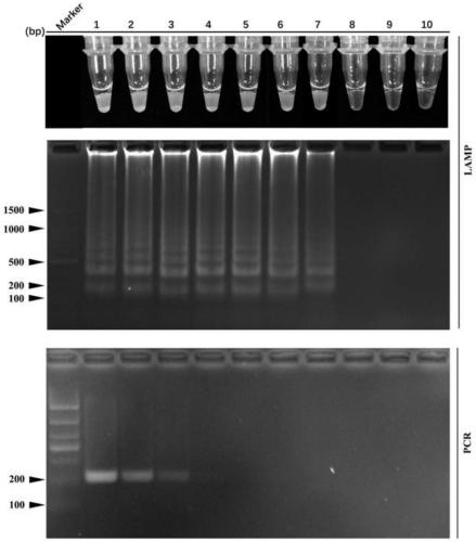 Application of specific sequence of subspecies of leptosphaeria biglobosa to detection of leptosphaeria biglobosa