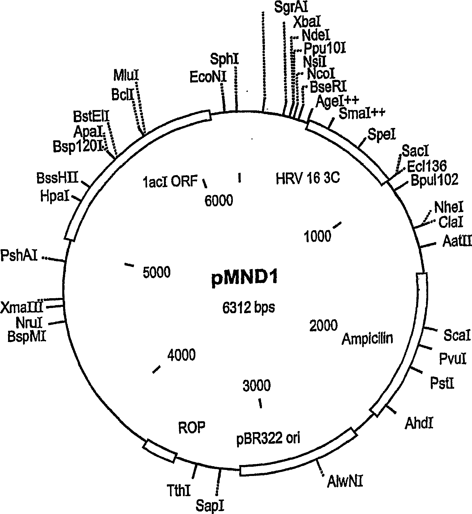 Compositions and methods using same for the detection of viruses