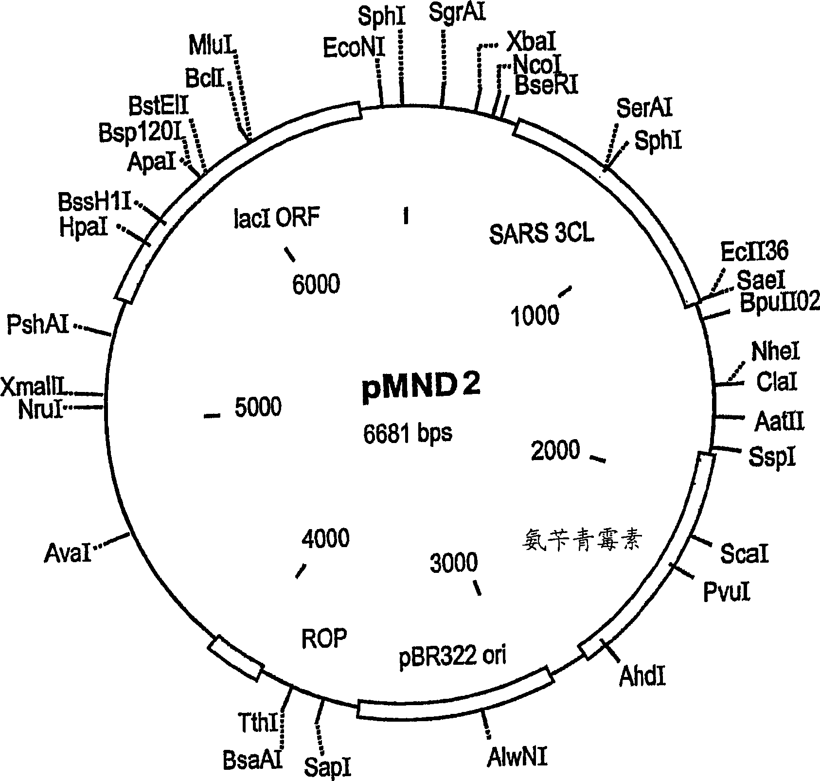 Compositions and methods using same for the detection of viruses